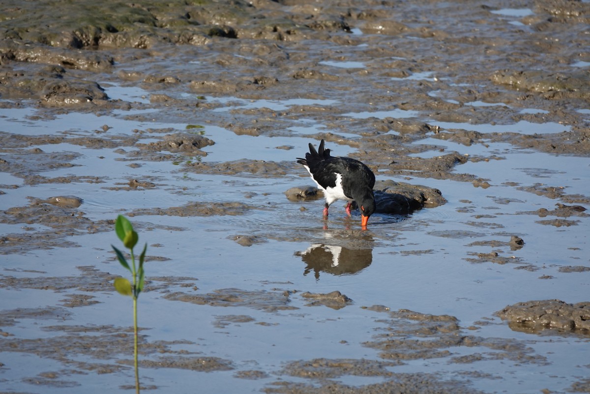 Pied Oystercatcher - ML638520540