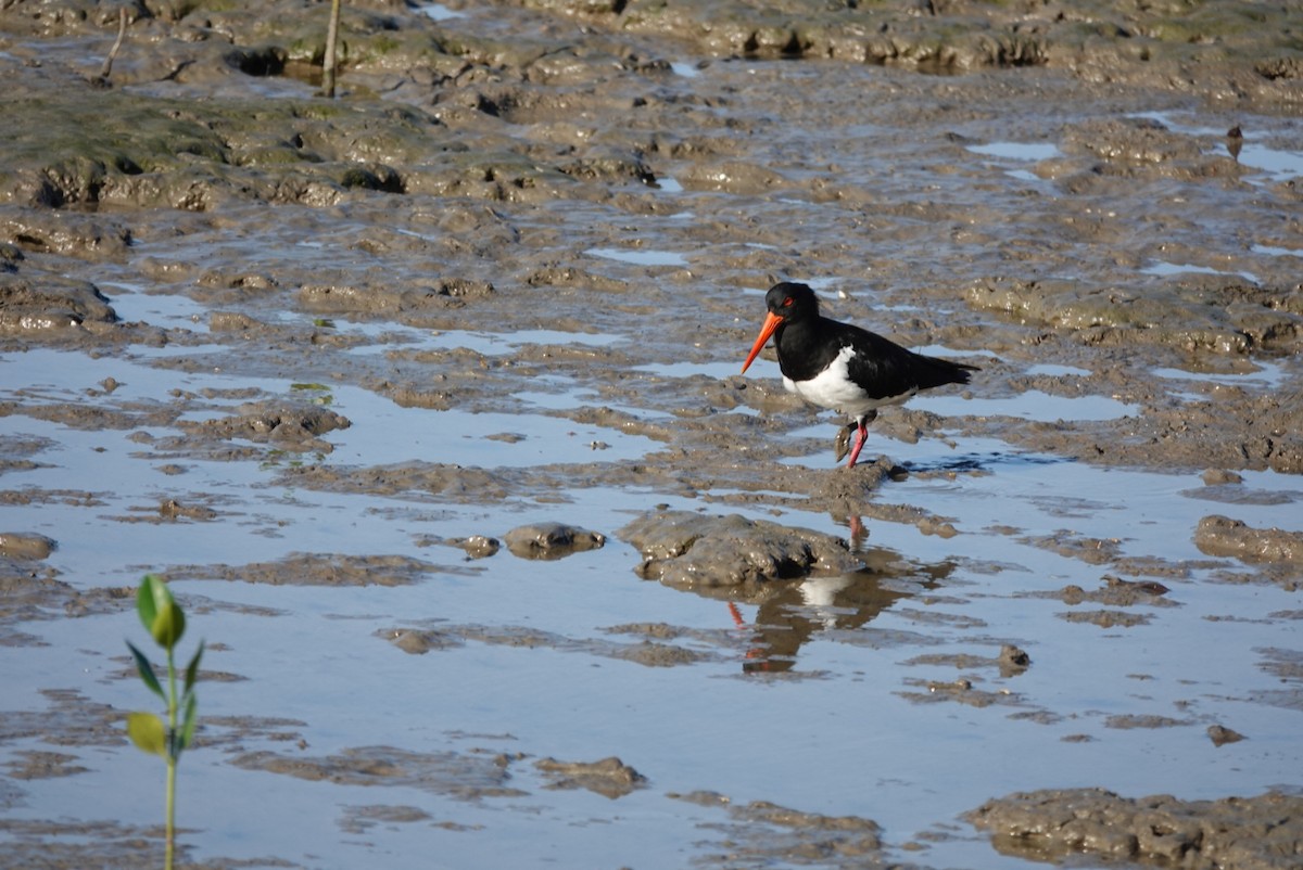 Pied Oystercatcher - ML638520541