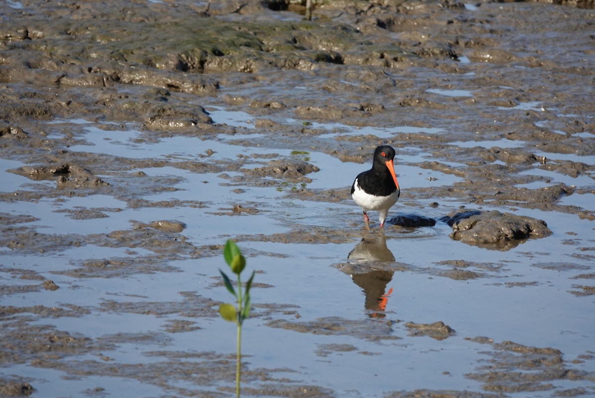 Pied Oystercatcher - ML638520542