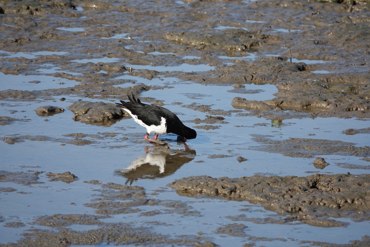 Pied Oystercatcher - ML638520544