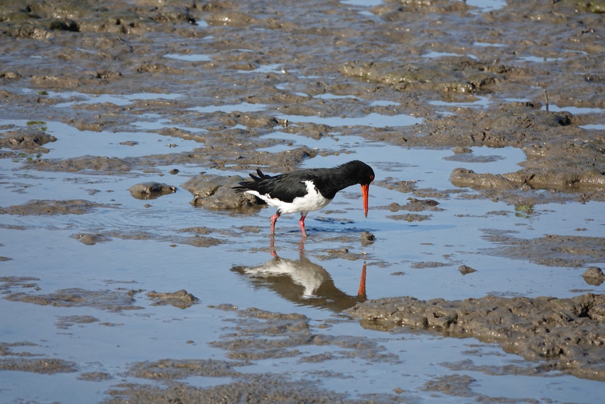 Pied Oystercatcher - ML638520545