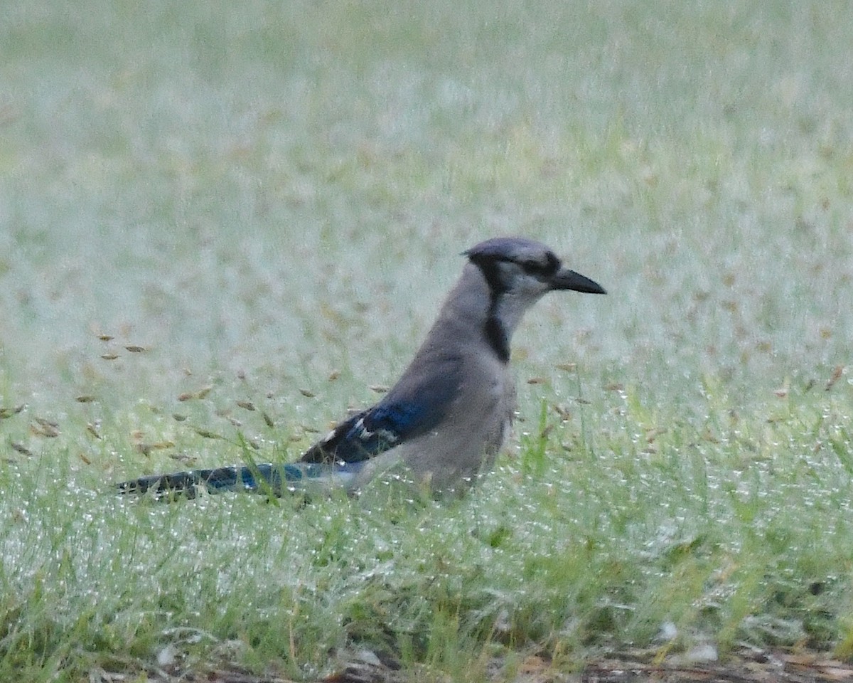 Blue Jay - ML638520555
