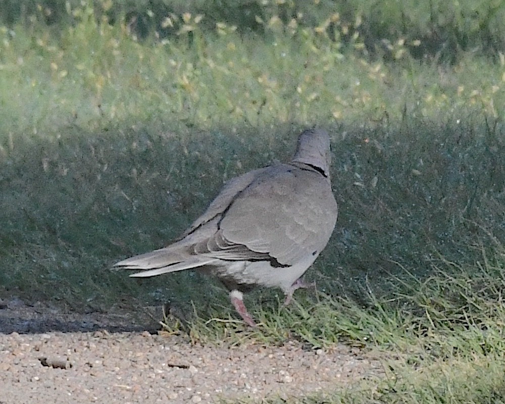 灰斑鳩 - ML638520578