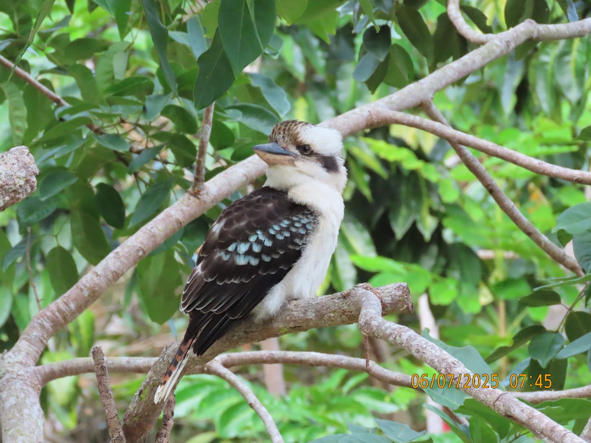 Laughing Kookaburra - ML638520585