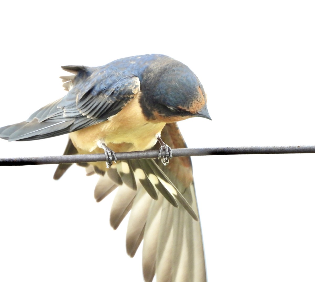 Barn Swallow - ML638520610