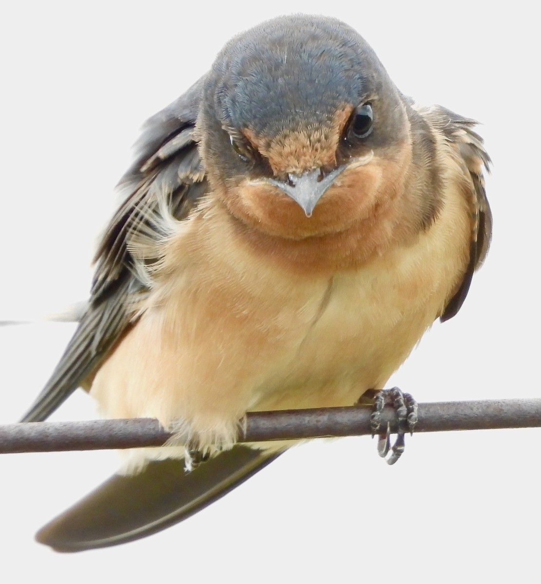 Barn Swallow - ML638520611