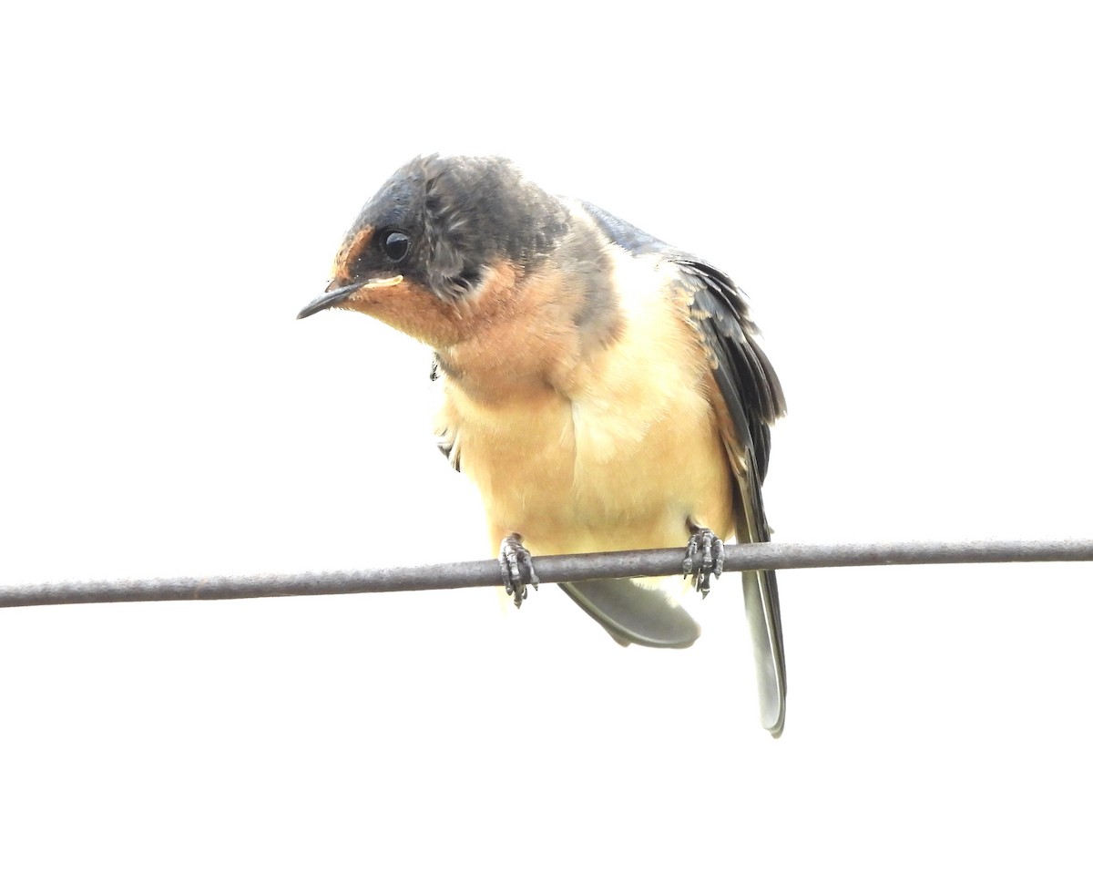 Barn Swallow - ML638520613