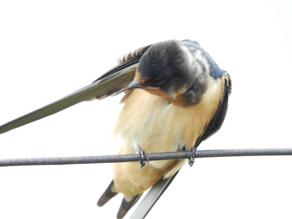 Barn Swallow - ML638520614