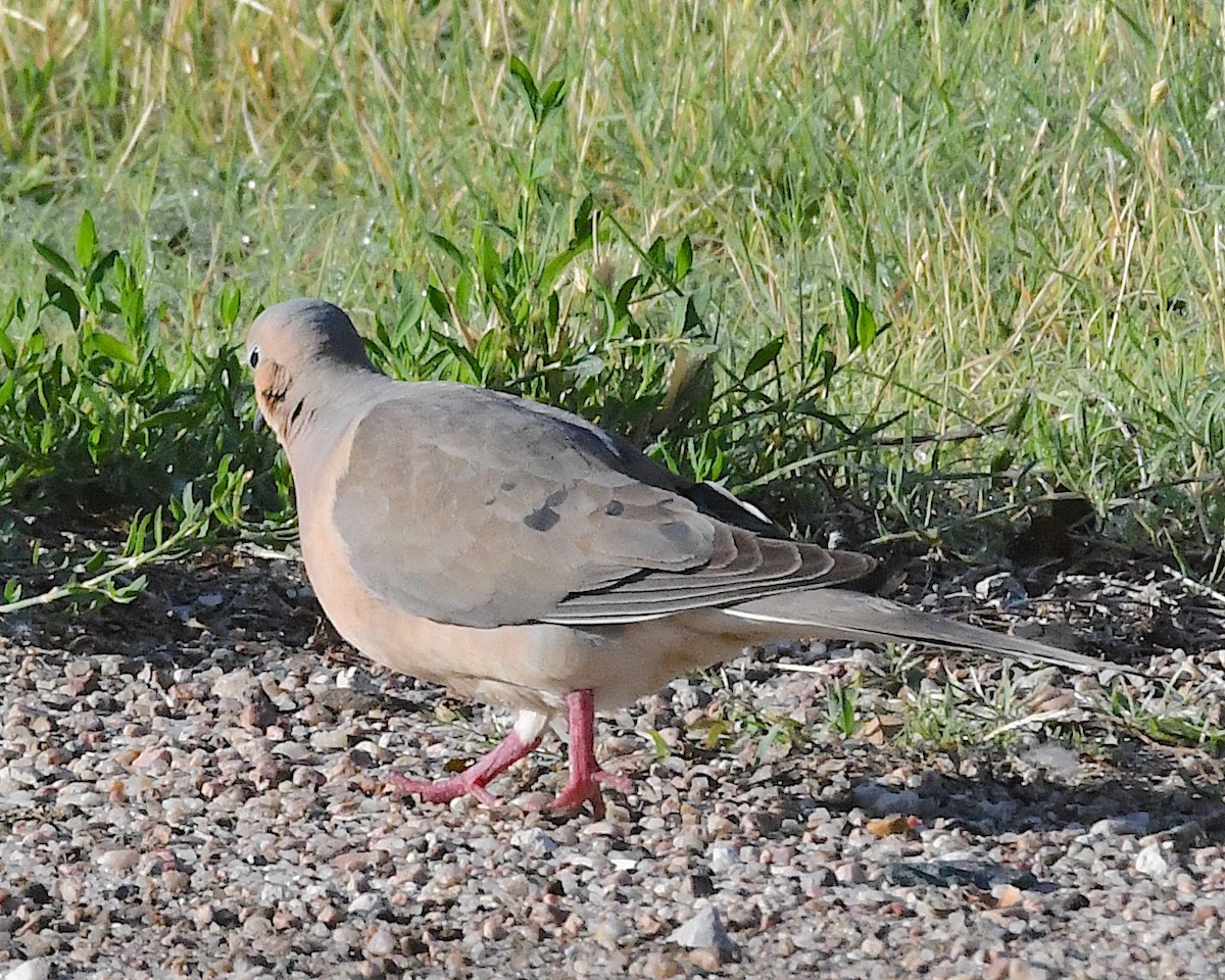 Mourning Dove - ML638520630