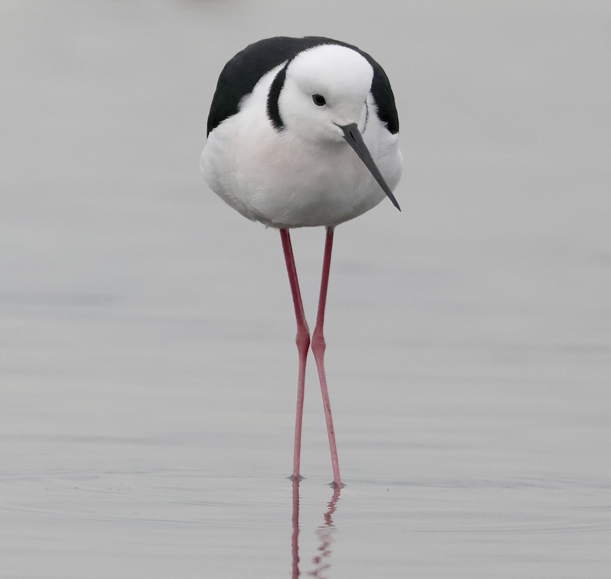Pied Stilt - ML638520655