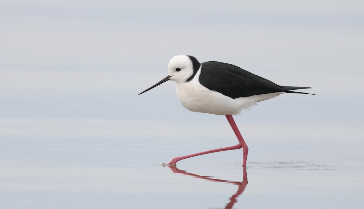 Pied Stilt - ML638520656