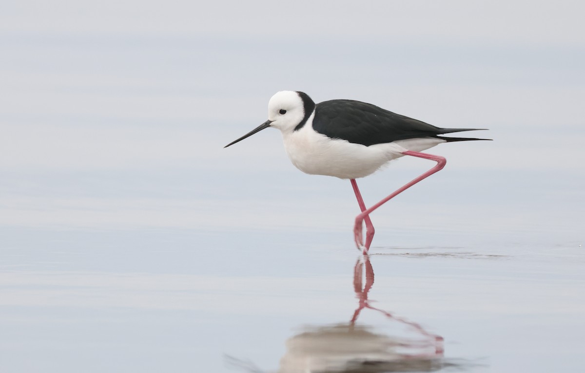 Pied Stilt - ML638520657