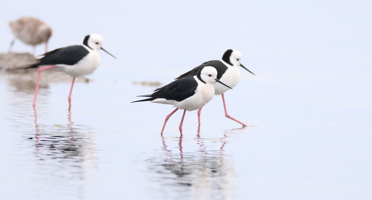 Pied Stilt - ML638520658