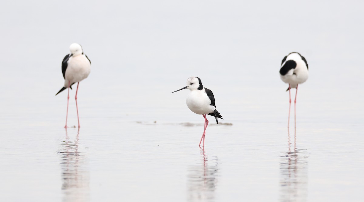 Pied Stilt - ML638520659
