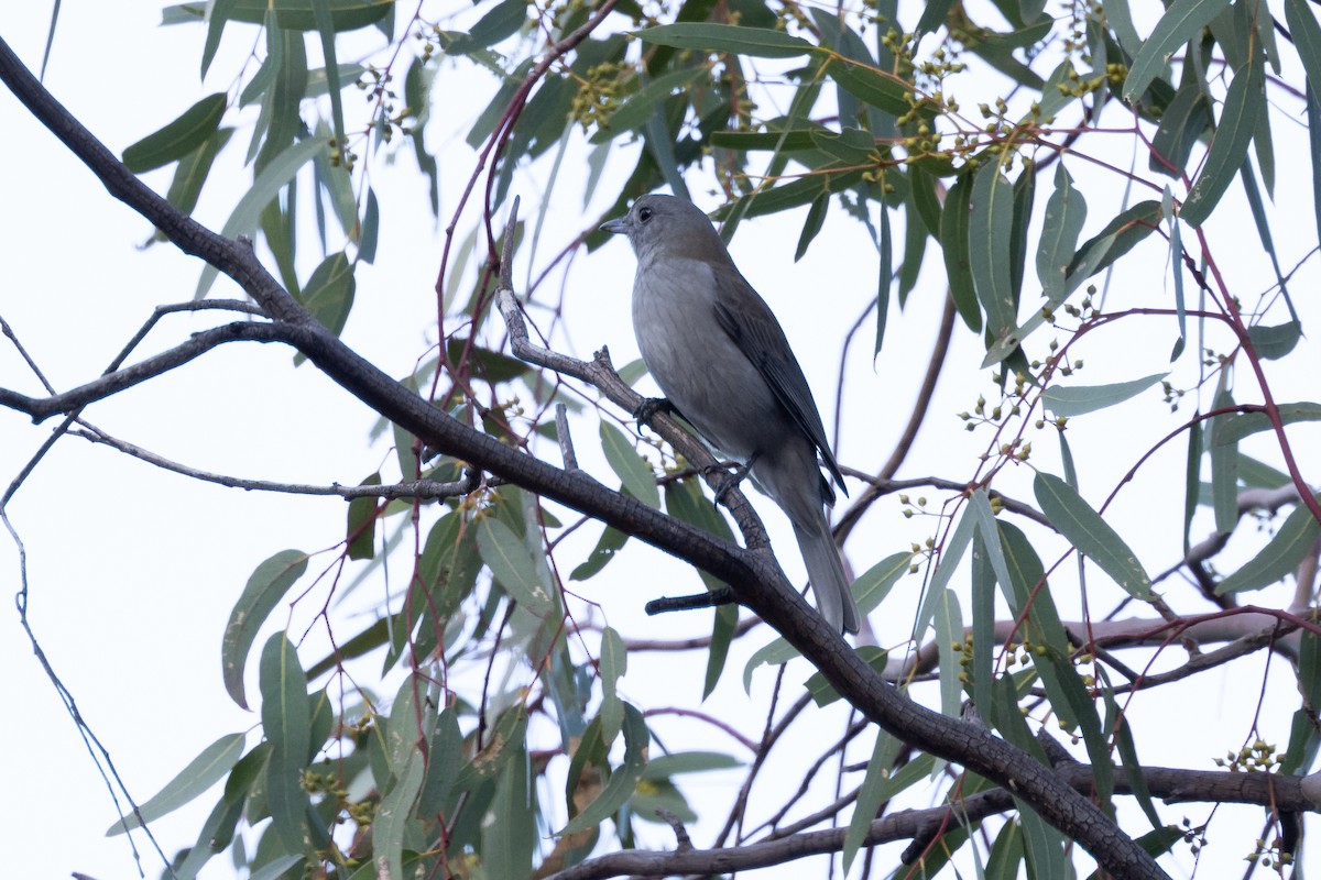Gray Shrikethrush - ML638520662