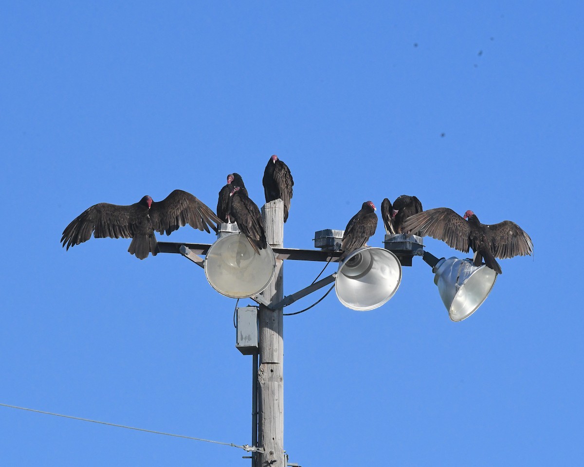 Turkey Vulture - ML638520684