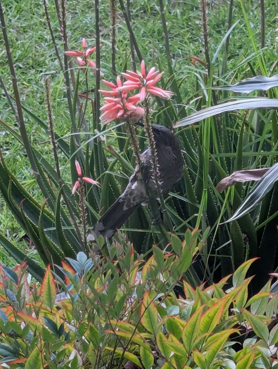 Little Wattlebird - ML638520711