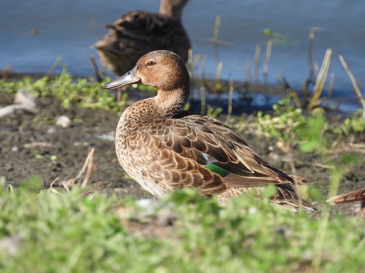 Cinnamon Teal - ML638520713