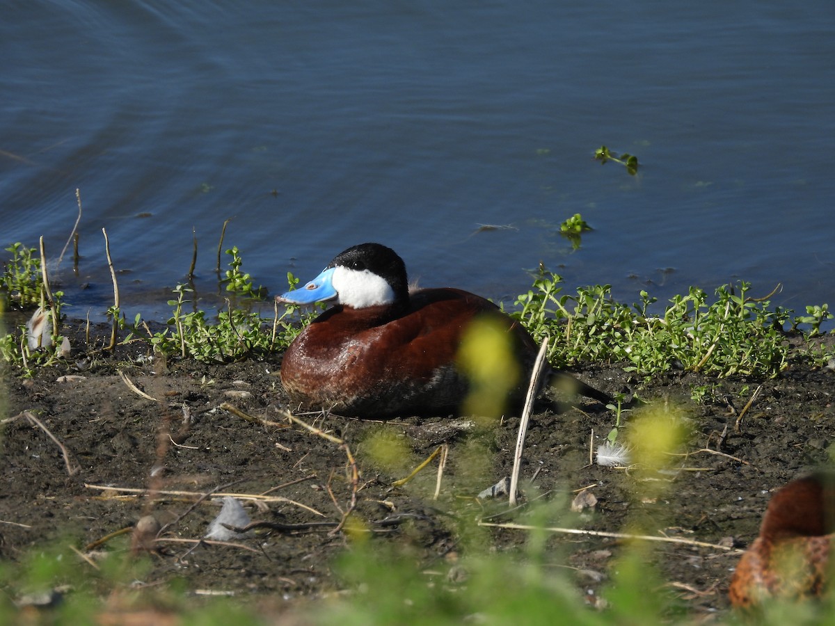 Ruddy Duck - ML638520718
