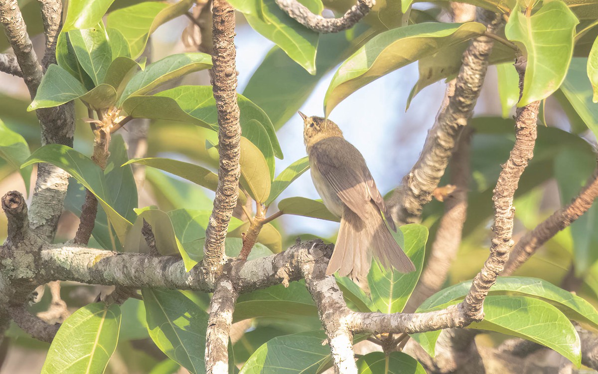 Willow Warbler - ML638520719