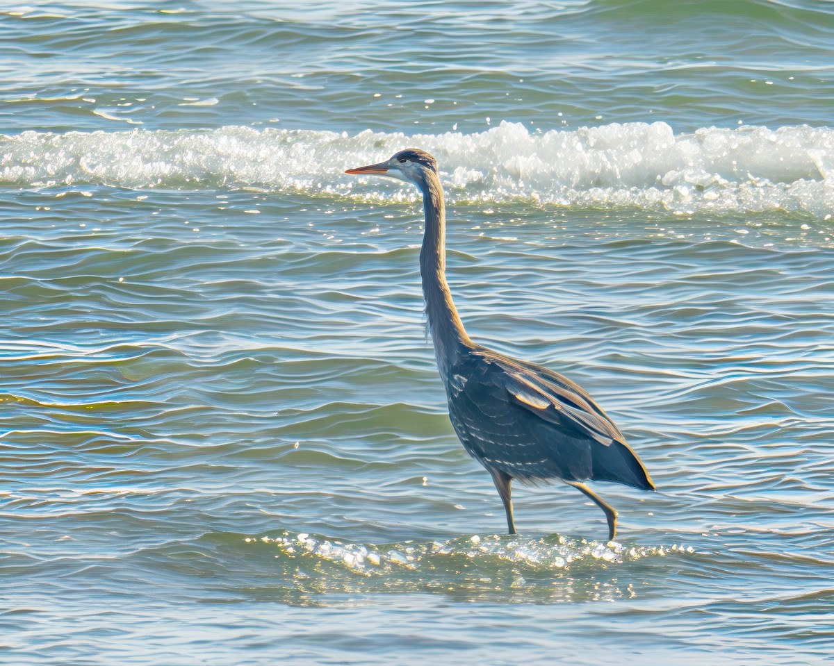 Great Blue Heron - ML638520726