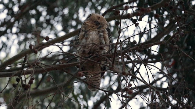Great Horned Owl - ML638520760