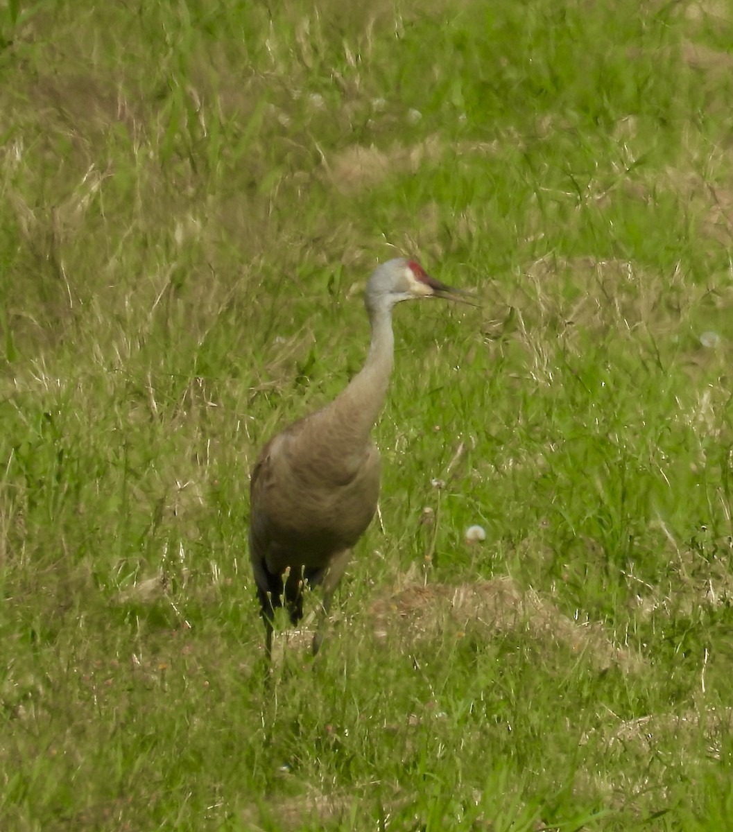 Sandhill Crane - ML638520767