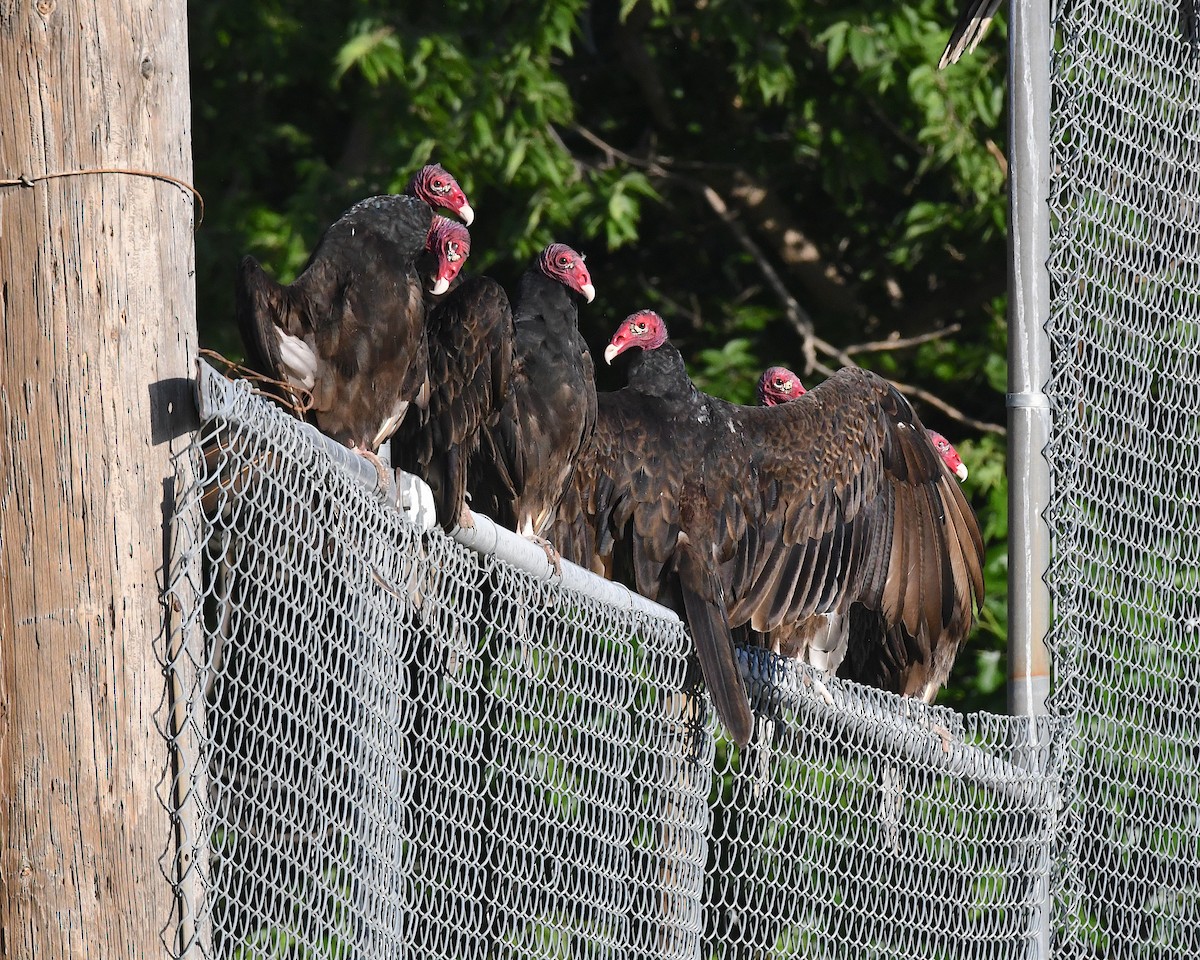 Turkey Vulture - ML638520772