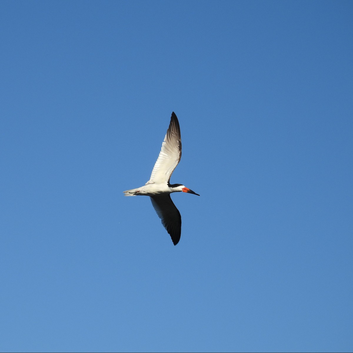 Black Skimmer - ML638520780