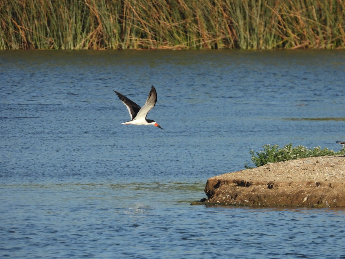 Black Skimmer - ML638520782