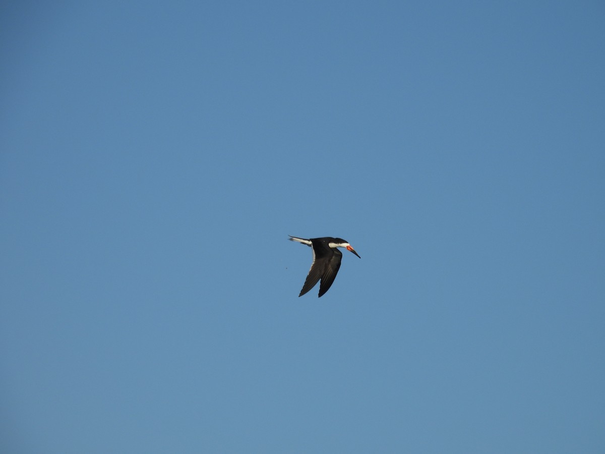 Black Skimmer - ML638520786