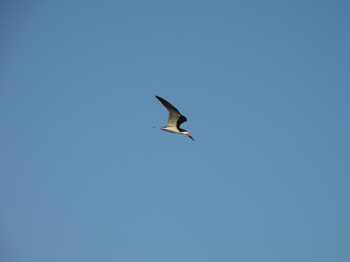 Black Skimmer - ML638520787
