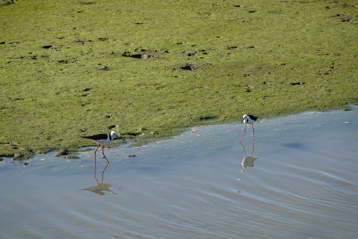 Pied Stilt - ML638520789