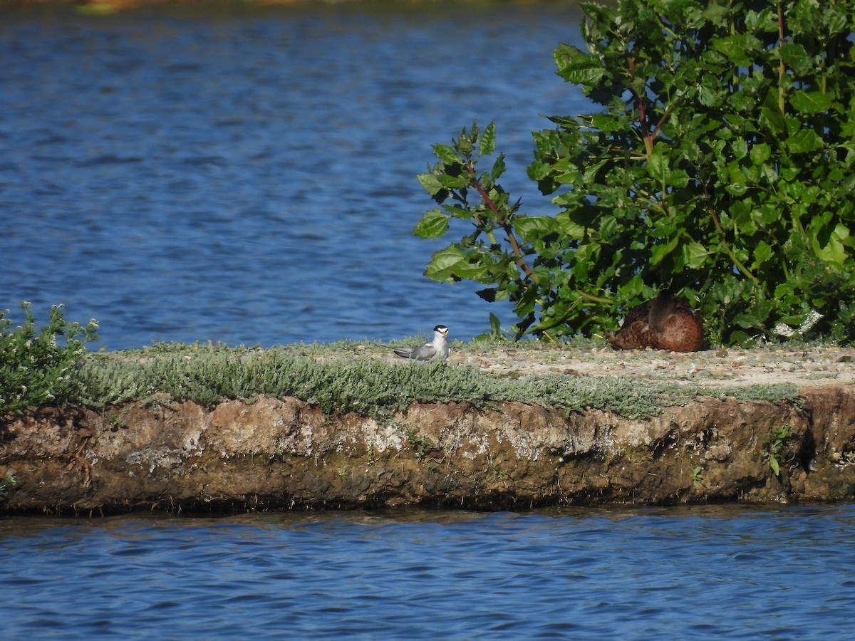 Least Tern - ML638520794