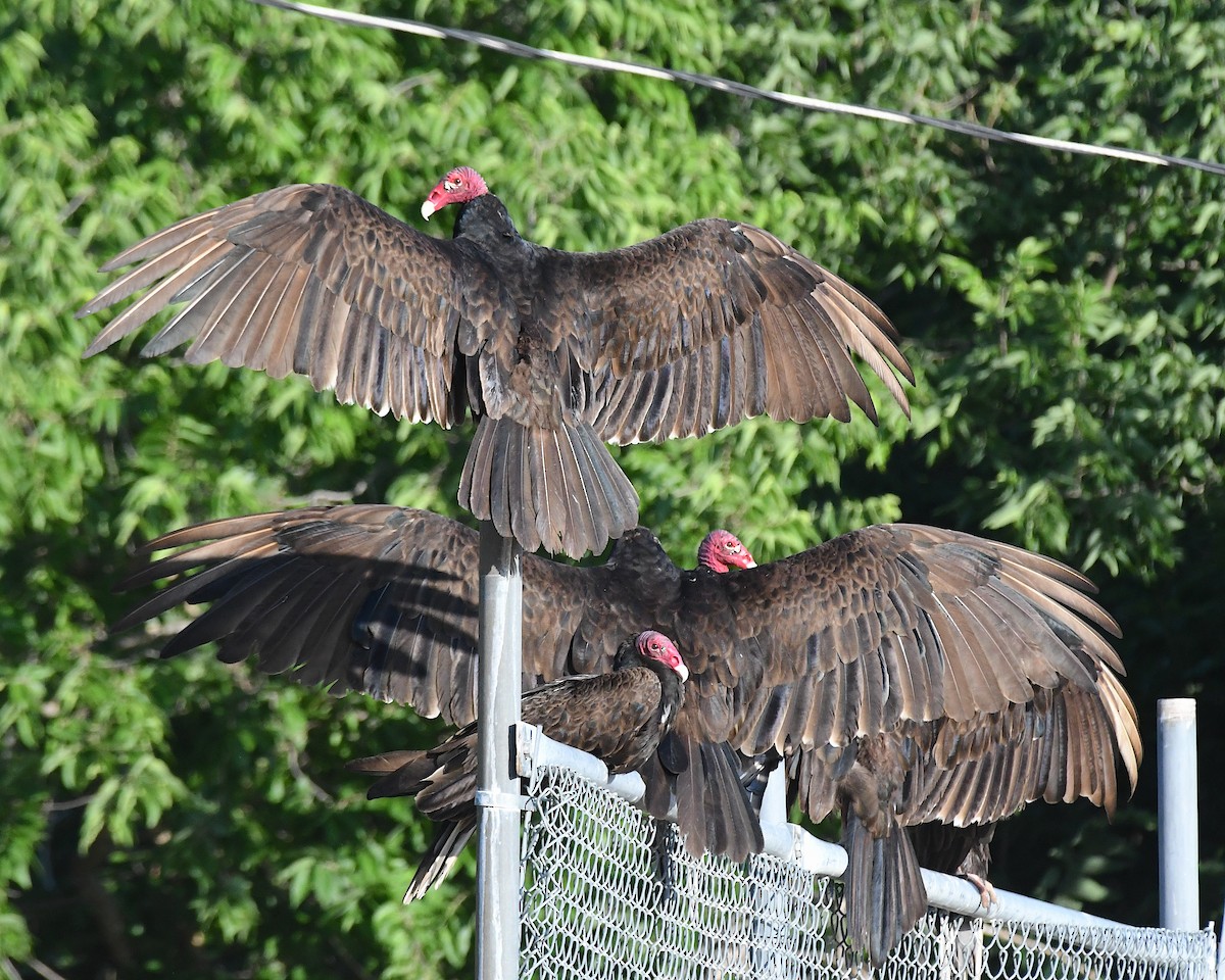 Turkey Vulture - ML638520803
