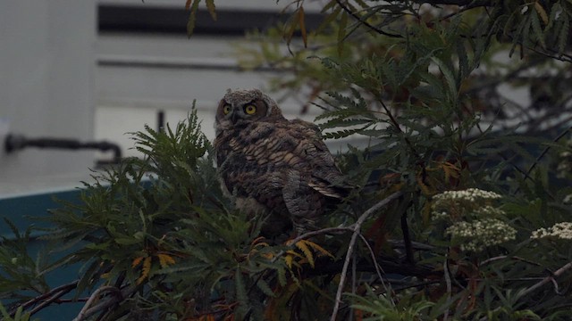 Great Horned Owl - ML638520805