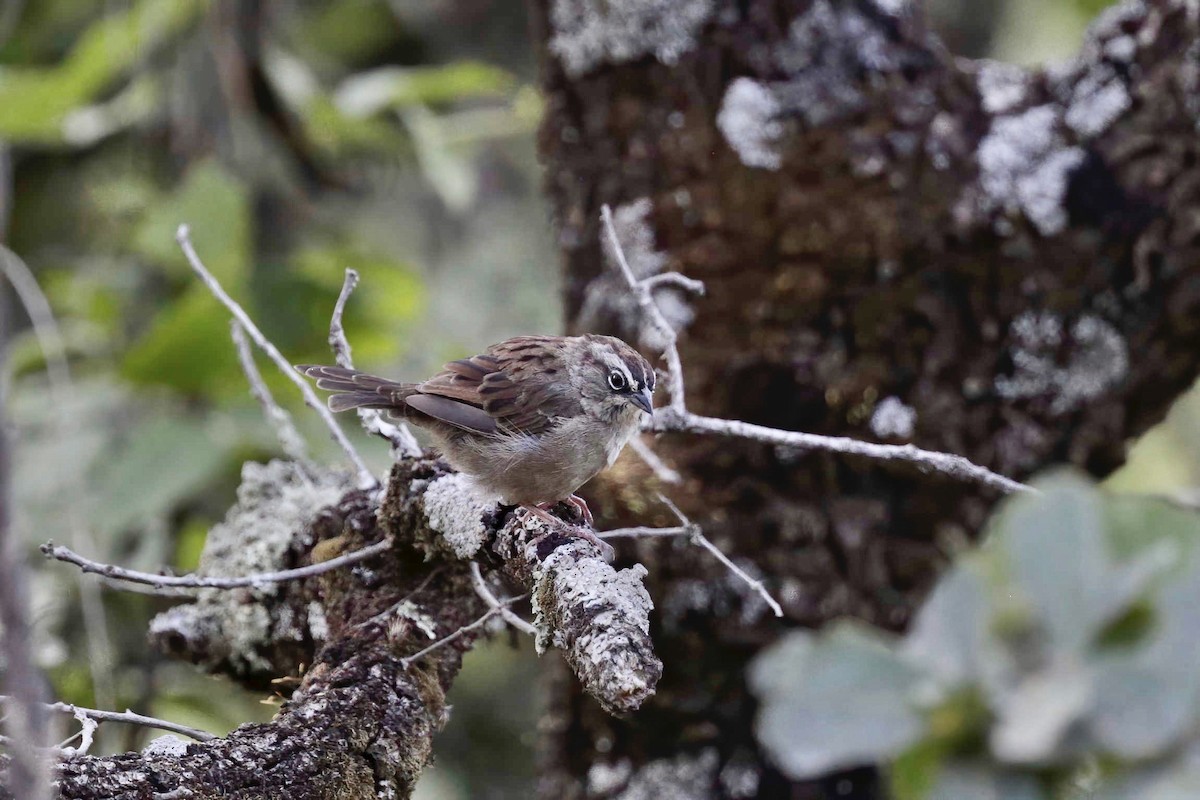 Oaxaca Sparrow - ML638520809