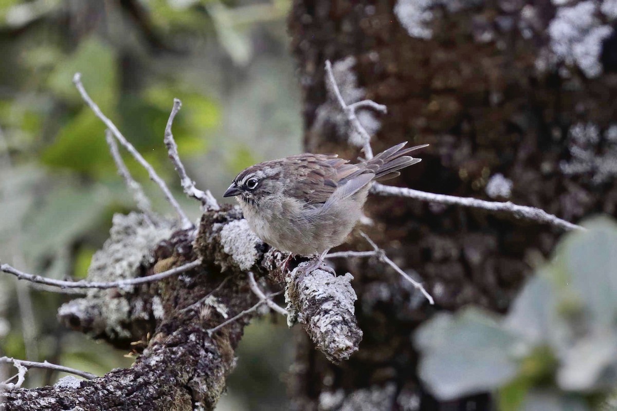 Oaxaca Sparrow - ML638520810