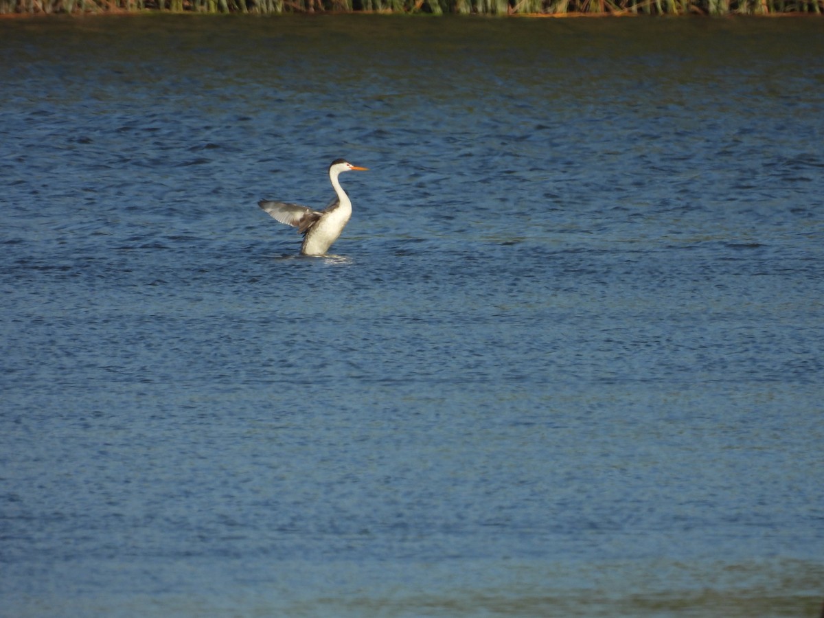 Clark's Grebe - ML638520813