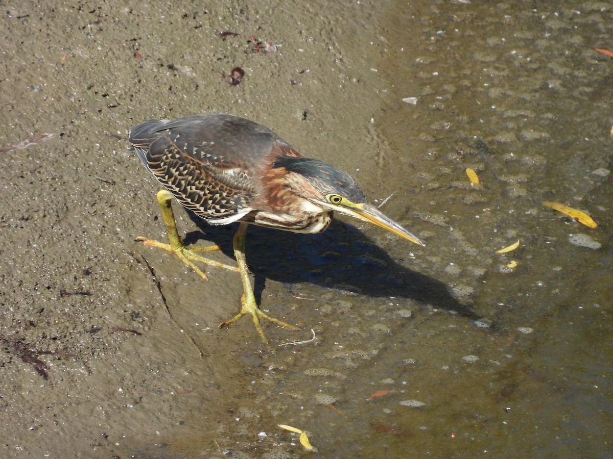 Green Heron - ML638520818