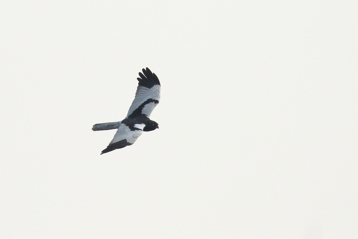 Pied Harrier - ML638520822