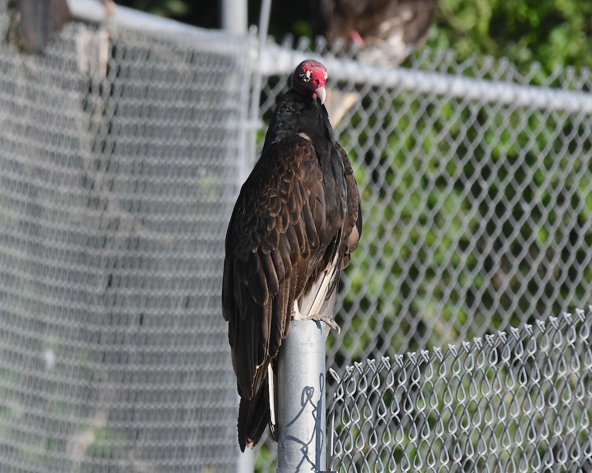 Turkey Vulture - ML638520826