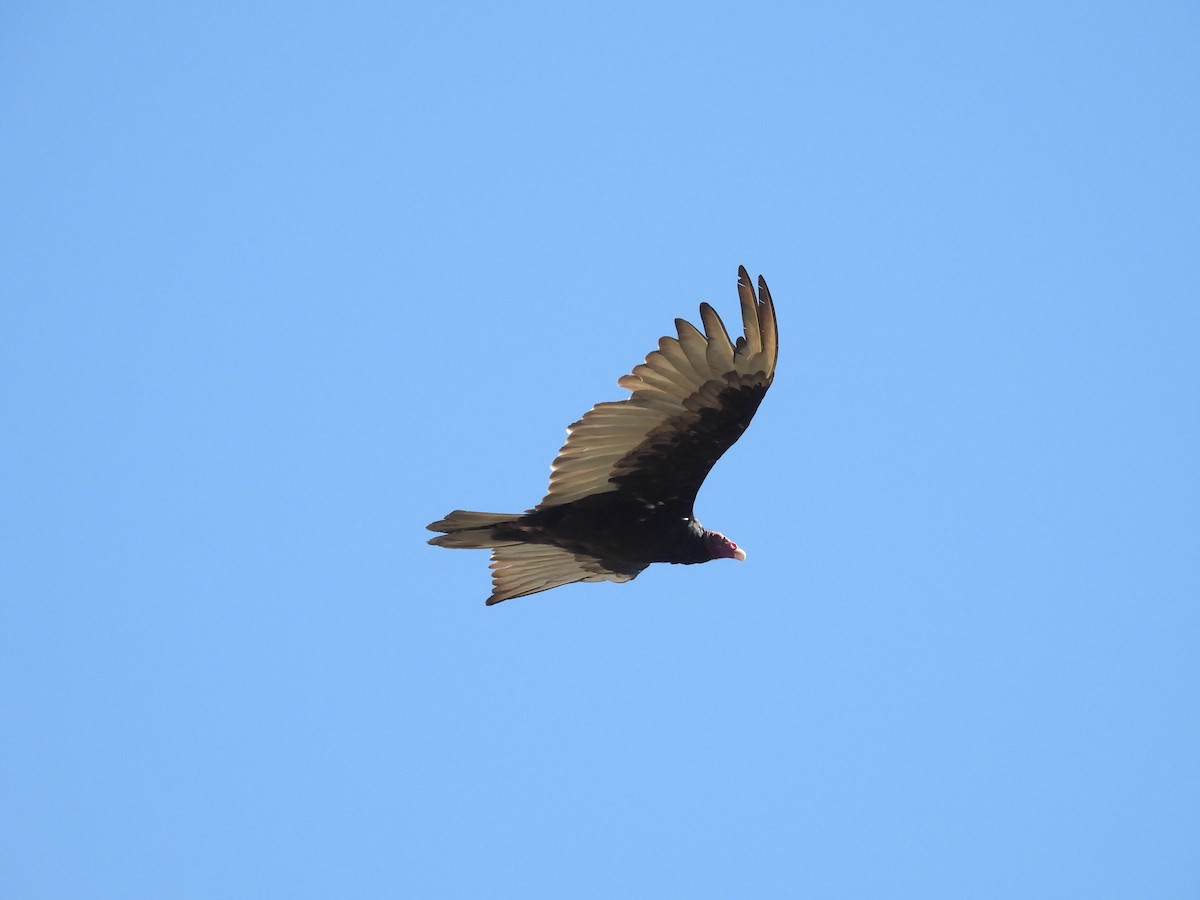 Turkey Vulture - ML638520827