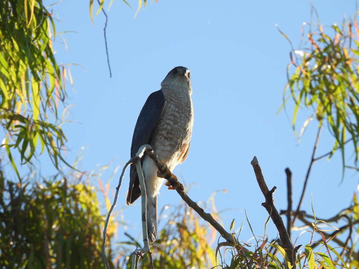 Cooper's Hawk - ML638520829