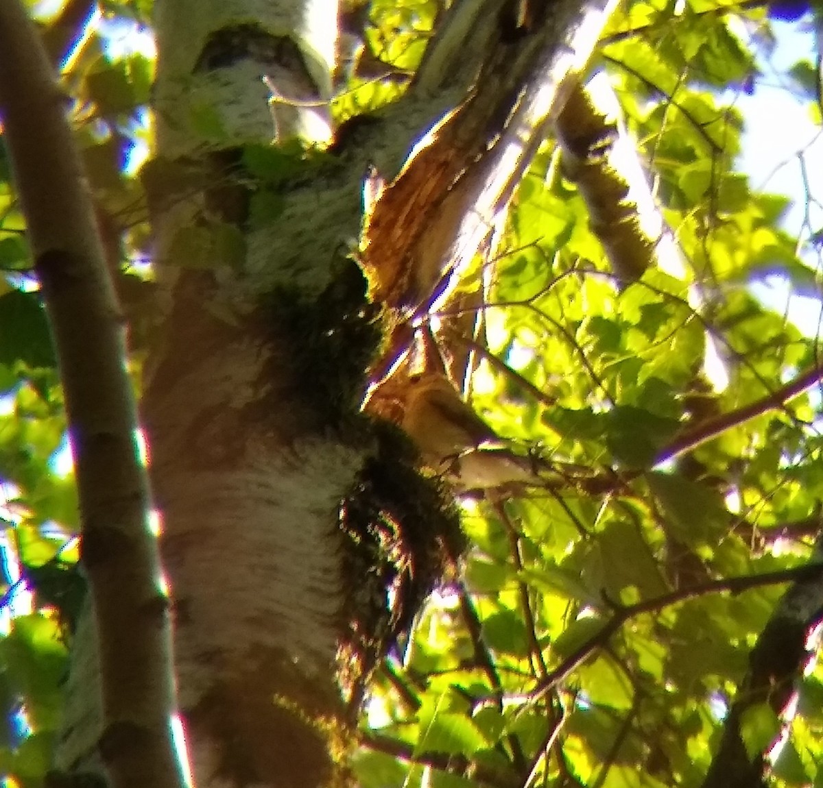Red-breasted Flycatcher - ML638520855