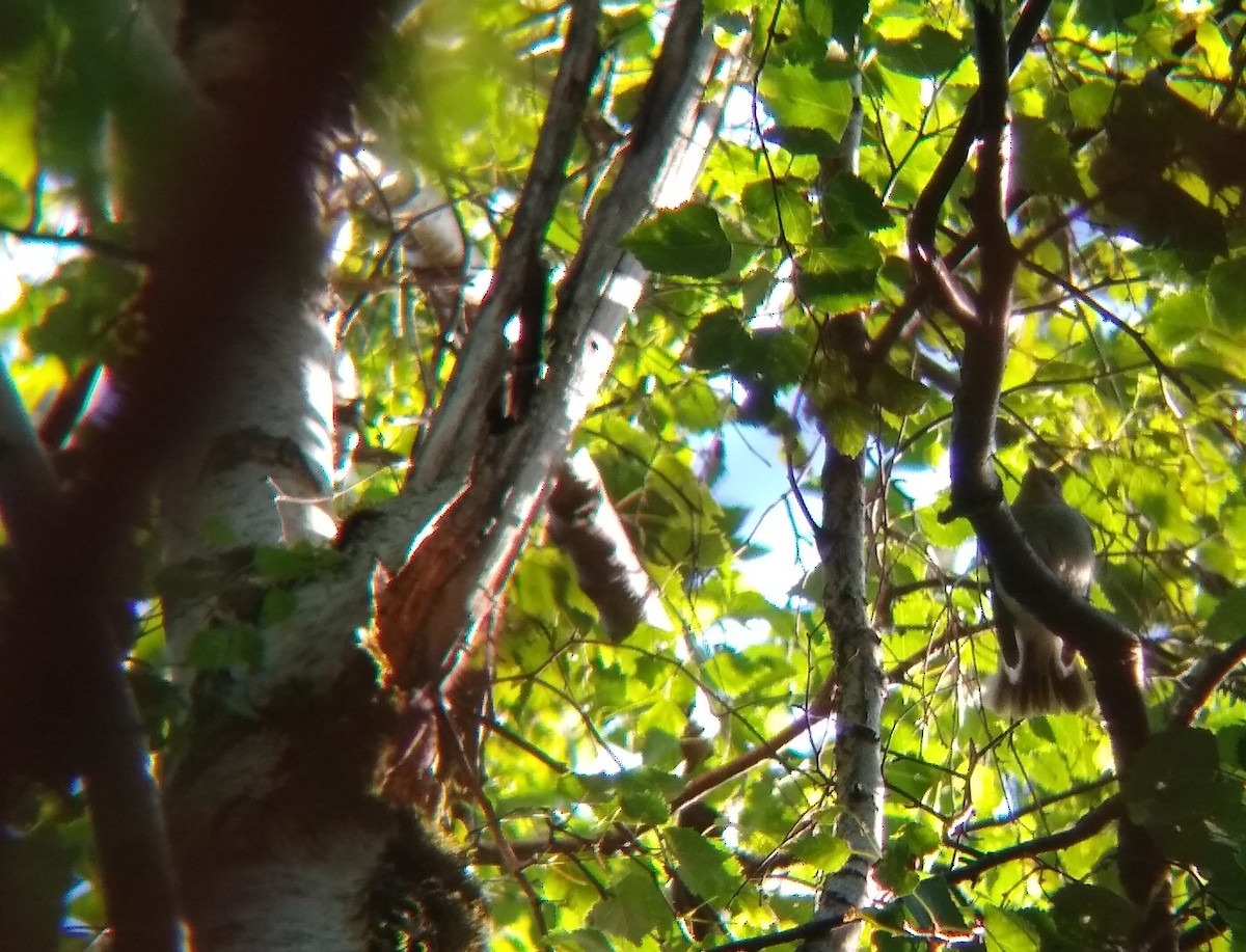 Red-breasted Flycatcher - ML638520856
