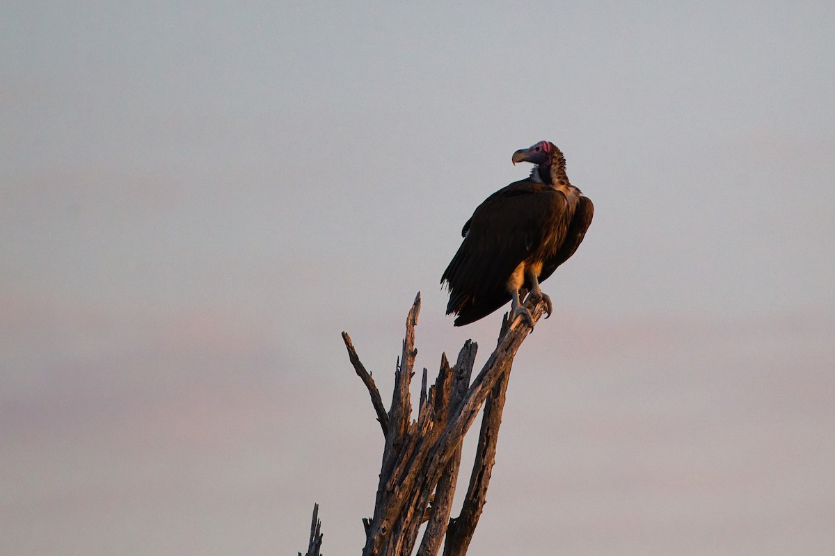 Lappet-faced Vulture - ML638520890