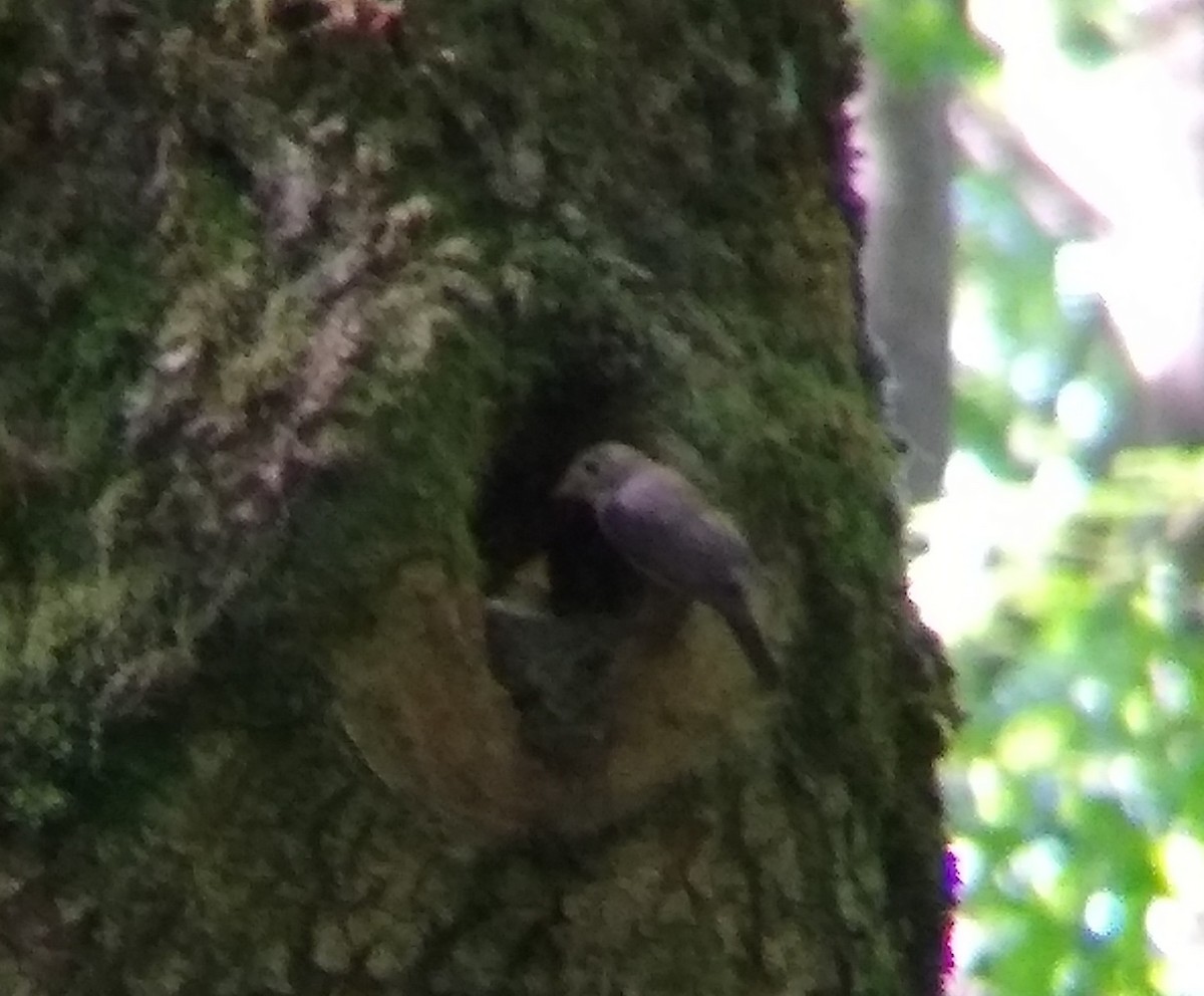 Red-breasted Flycatcher - ML638520931