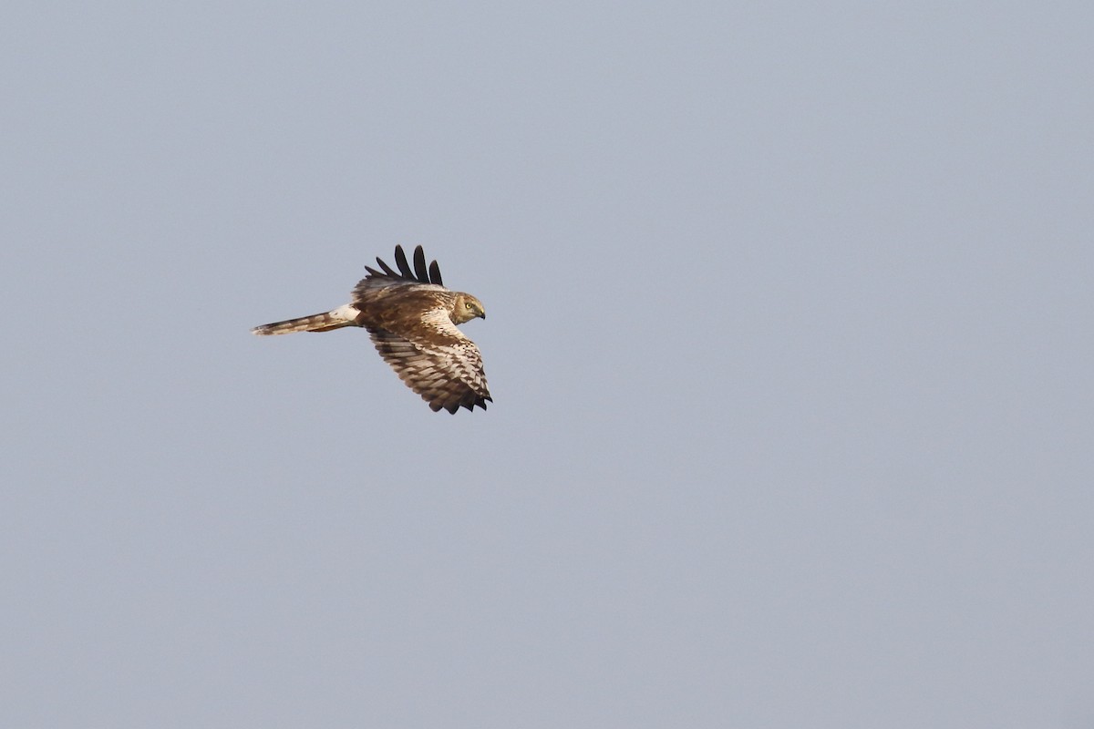 Pied Harrier - ML638520941