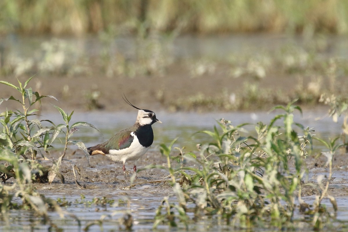 Northern Lapwing - ML638520967